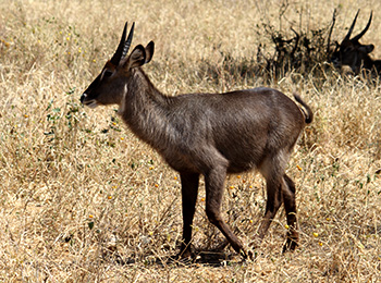 Bilder från Tanzania