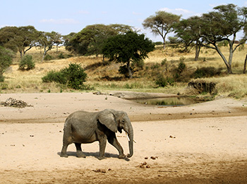 Bilder från Tanzania