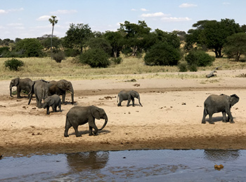 Bilder från Tanzania