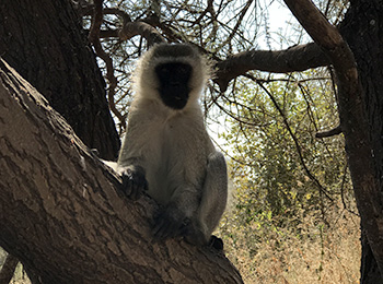 Bilder från Tanzania