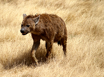 Bilder från Tanzania