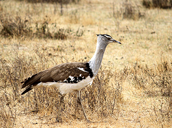 Bilder från Tanzania