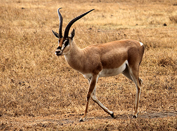 Bilder från Tanzania