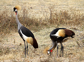 Bilder från Tanzania