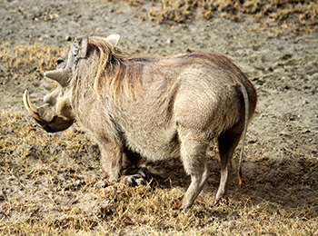 Bilder från Tanzania