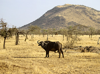 Bilder från Tanzania