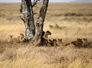 Bilder från Tanzania