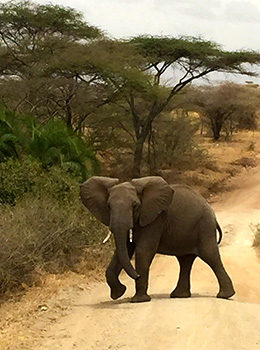 Bilder från Tanzania