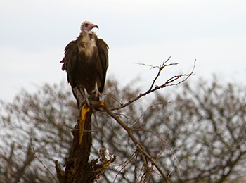 Bilder från Tanzania