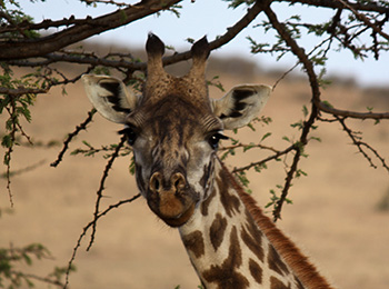 Bilder från Tanzania