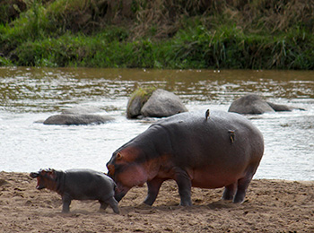 Bilder från Tanzania