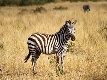 Bilder från Tanzania