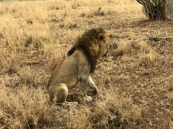 Bilder från Tanzania